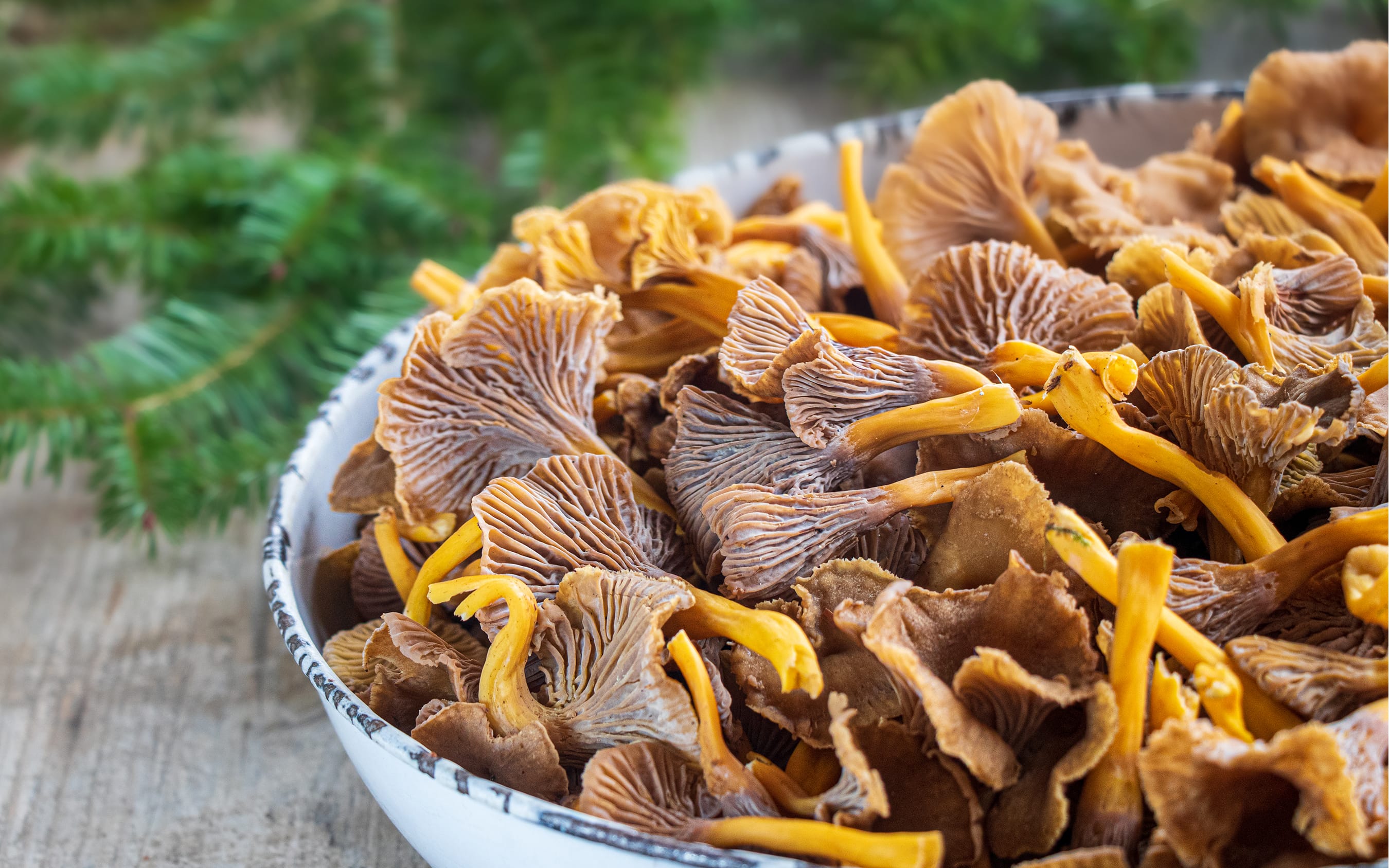 Yellowfoot Chanterelles - Craterellus tubaeformis | Hasselback Potatoes in Garlic Sauce with Mushrooms  – Recipe by FUNGIWOMAN