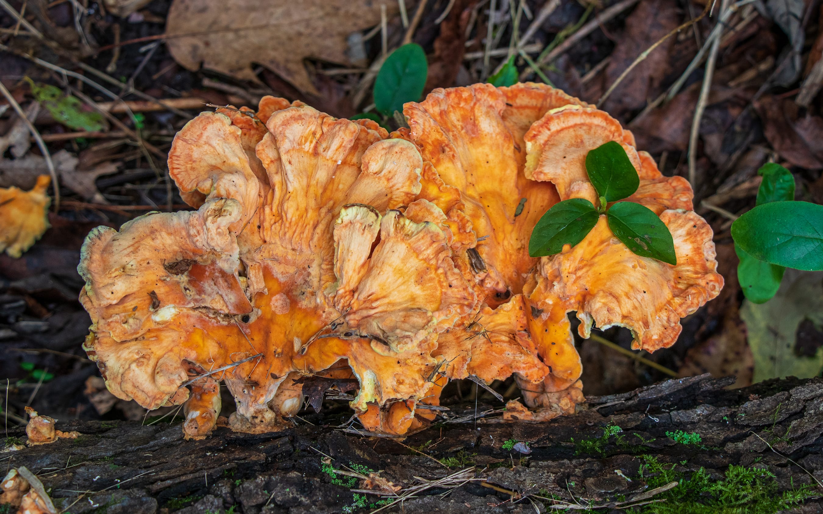 Laetiporus sulphureus Mushroom Profile by FUNGIWOMAN 1