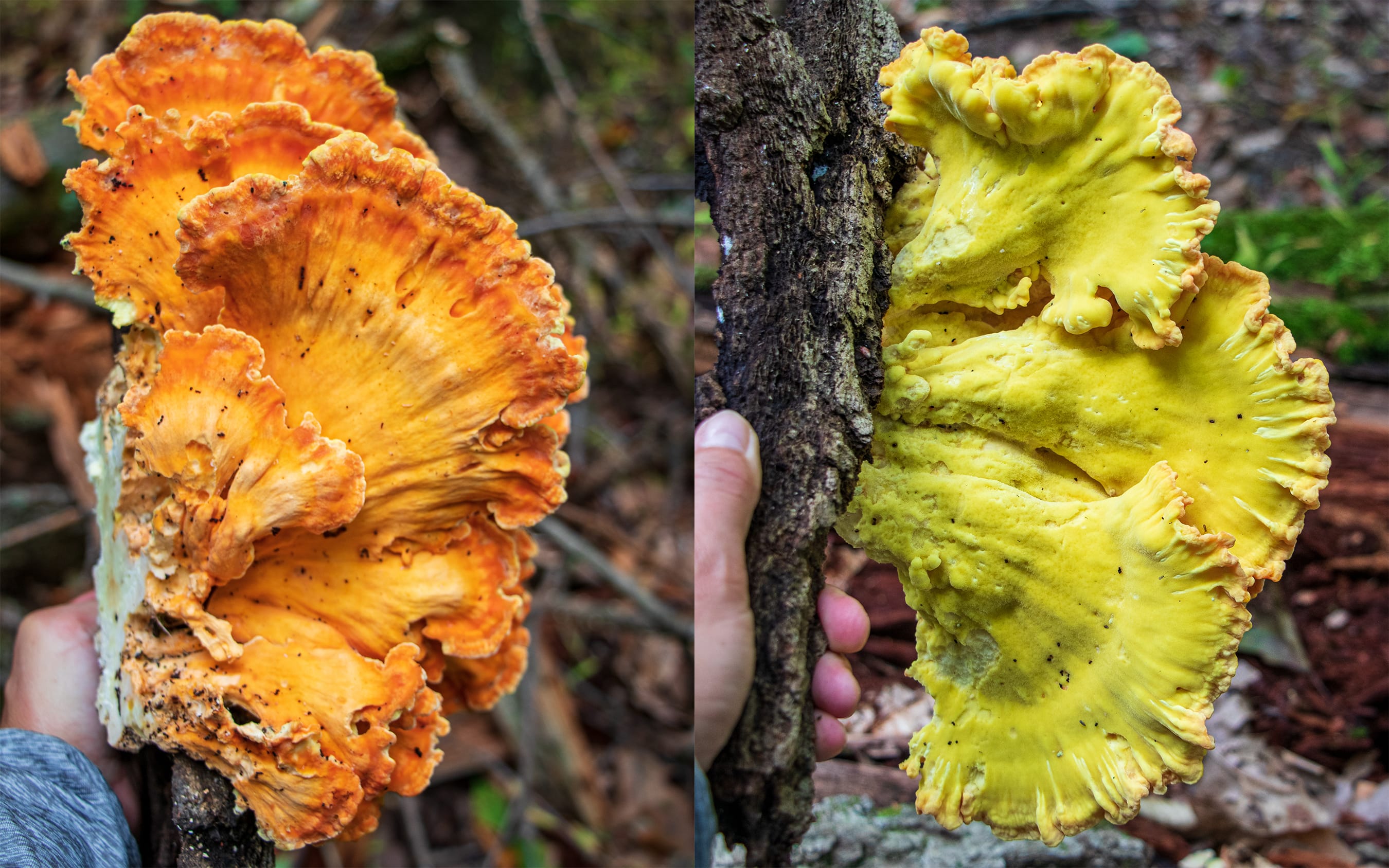 Laetiporus sulphureus Mushroom Profile by FUNGIWOMAN 2