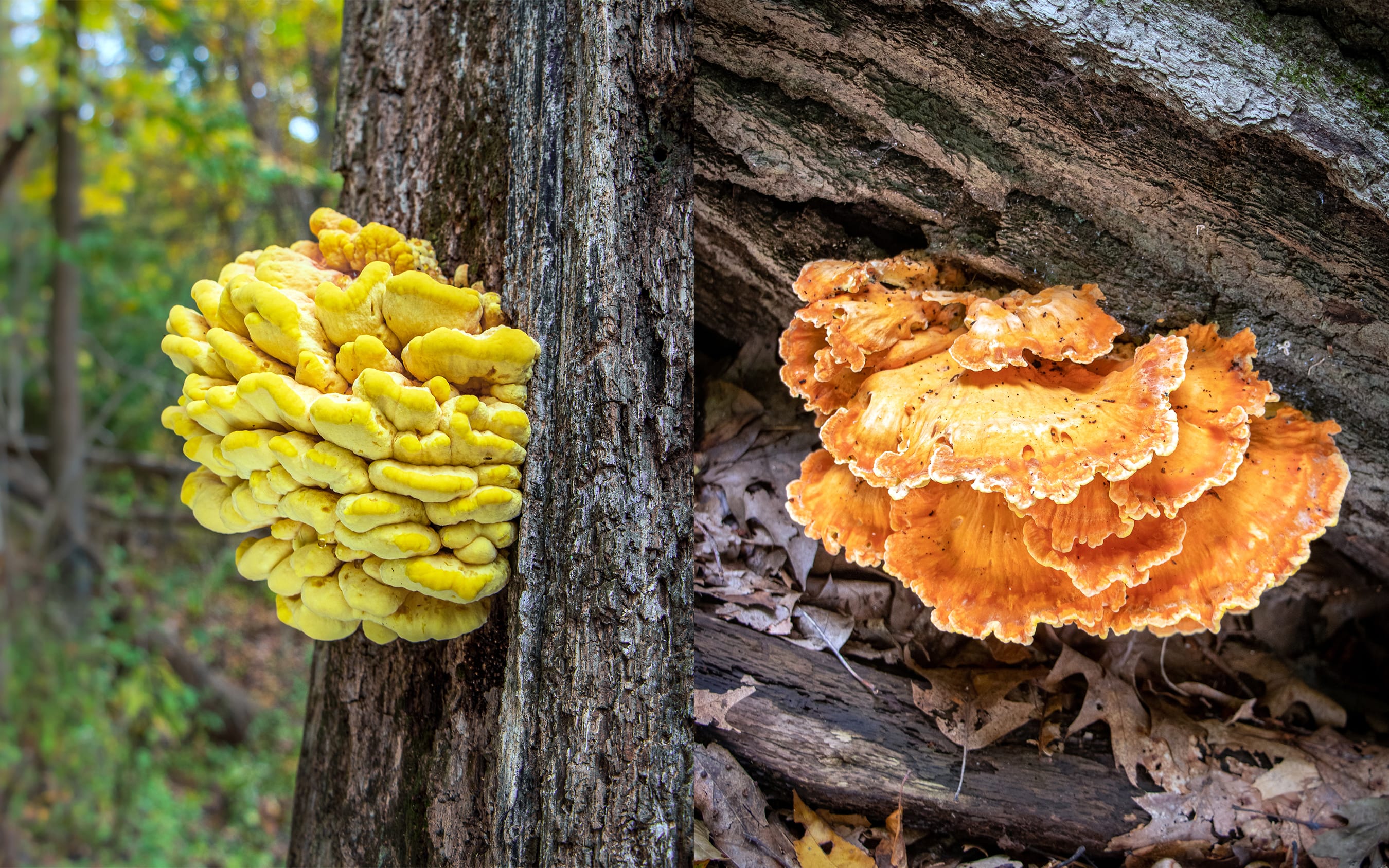 Laetiporus sulphureus Mushroom Profile by FUNGIWOMAN 3