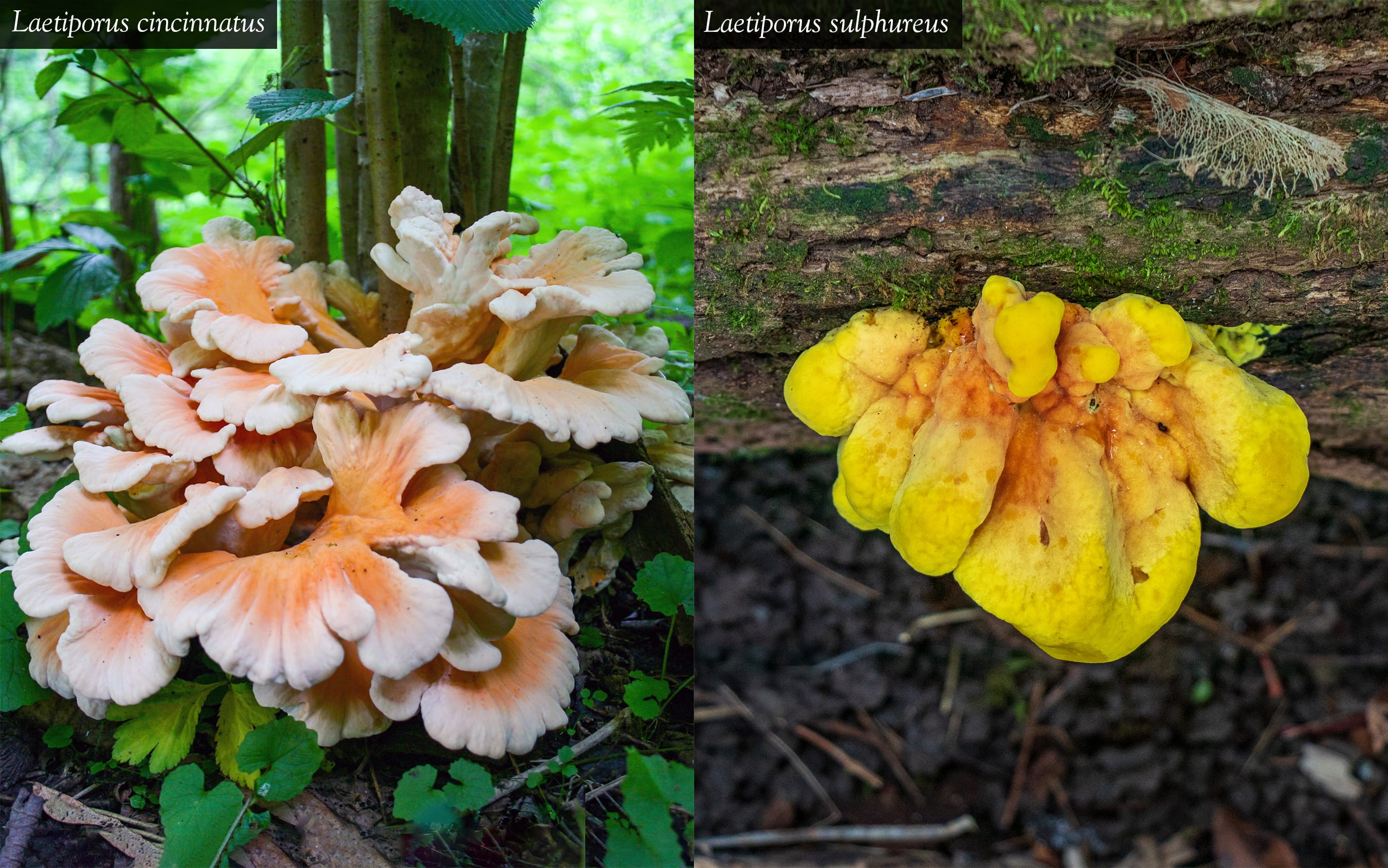 Laetiporus sulphureus Mushroom Profile by FUNGIWOMAN 4