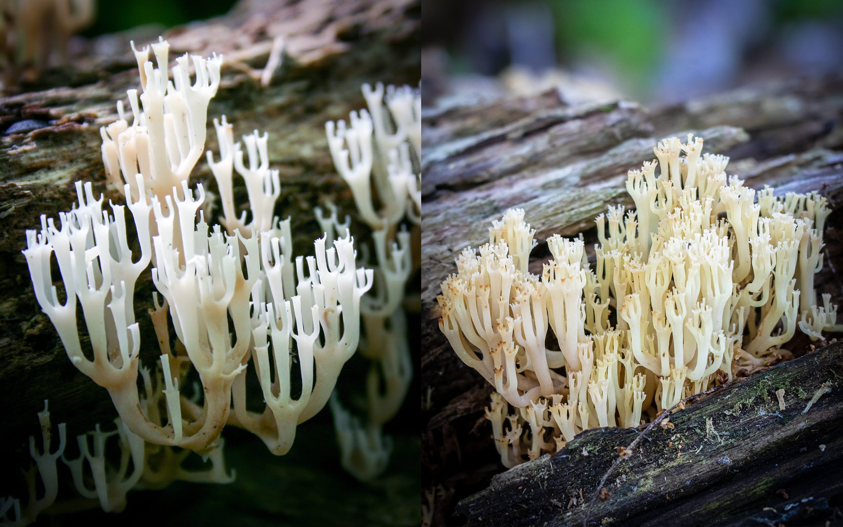 Artomyces pyxidatus | Mushroom Toasts with Artomyces pyxidatus | Recipe by FUNGIWOMAN