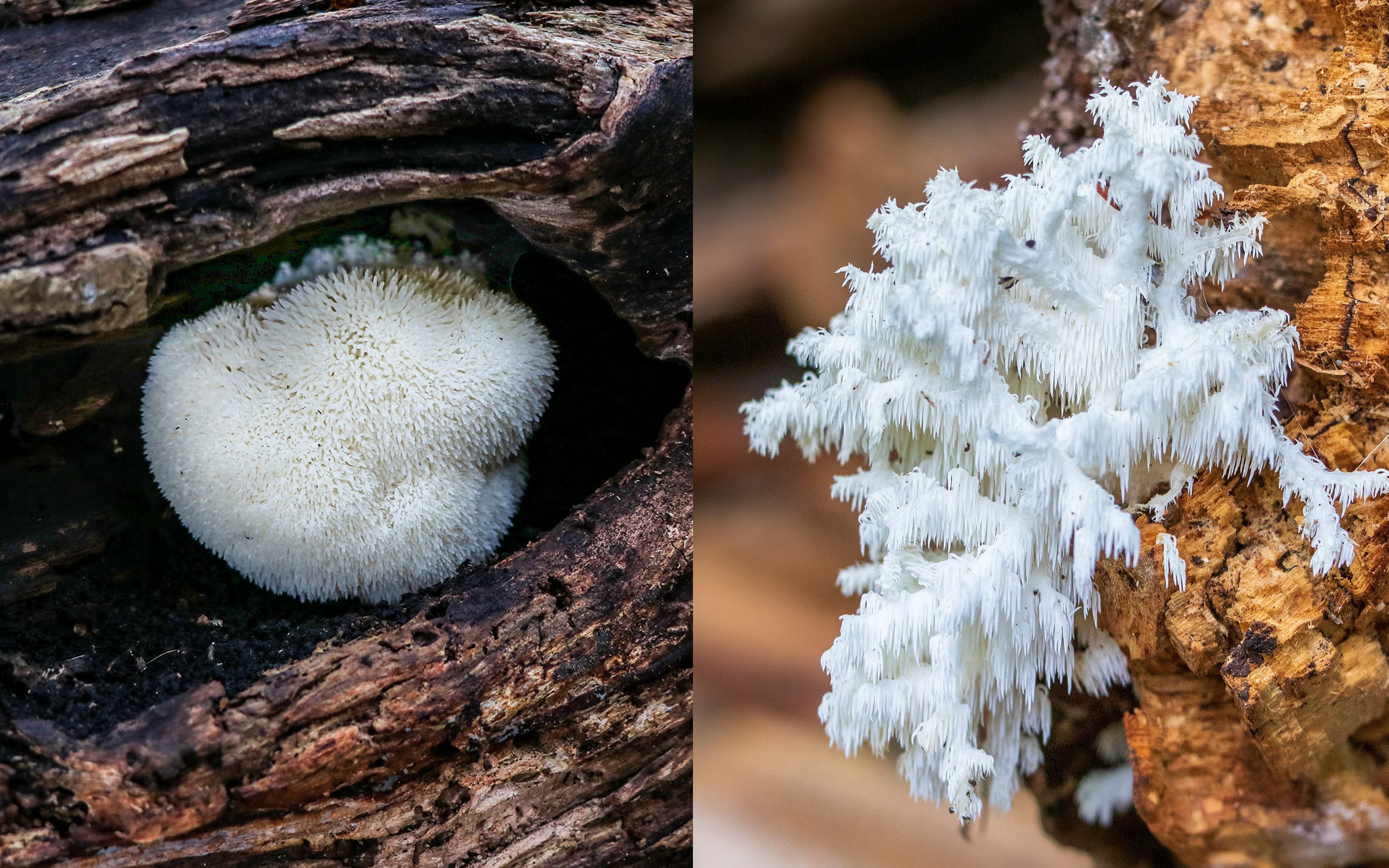 Sautéed-Lions-Mane-Mushroom-by-FUNGIWOMAN-4