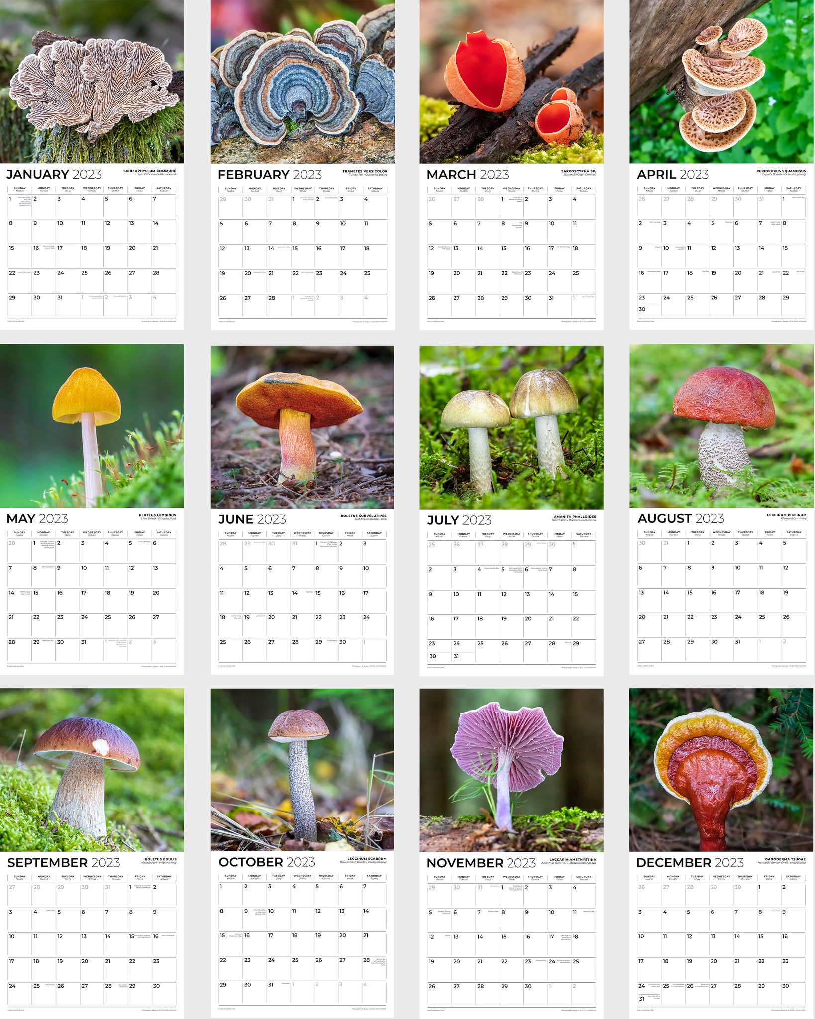 World's Greatest Mushrooms 2023 Wall Calendar Funny Quirky Christmas