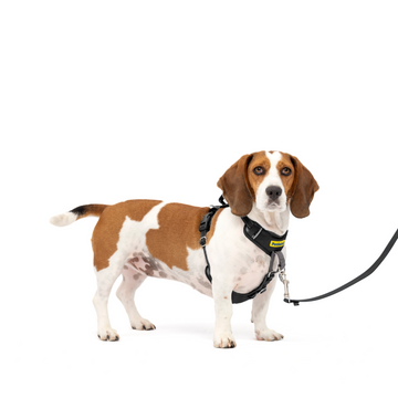Easy Walk® Comfort No-Pull Dog Harness