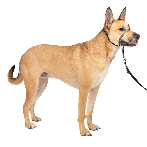 Training Dog Vest For Dog Trainers - Nylon Dog Training Vest : German  Shepherd Breed: Dog harnesses, Muzzles, Collars, Leashes