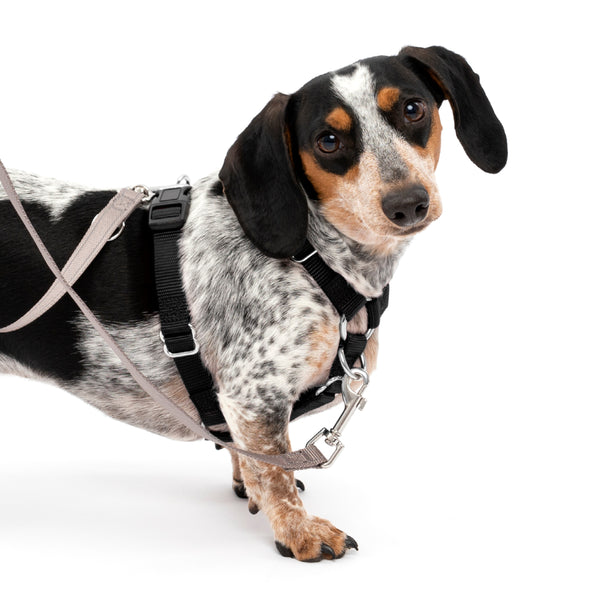 Life's Paws Perfect Fit Dog Harness