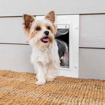 PetSafe Stay & Play Extra Wireless Fence Transmitter, Increase Your  Existing Wireless Boundary 