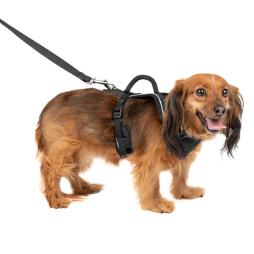 PetSafe Deluxe Easy Walk Dog Harness, No-Pull Dog Training, Medium/Large,  Steel