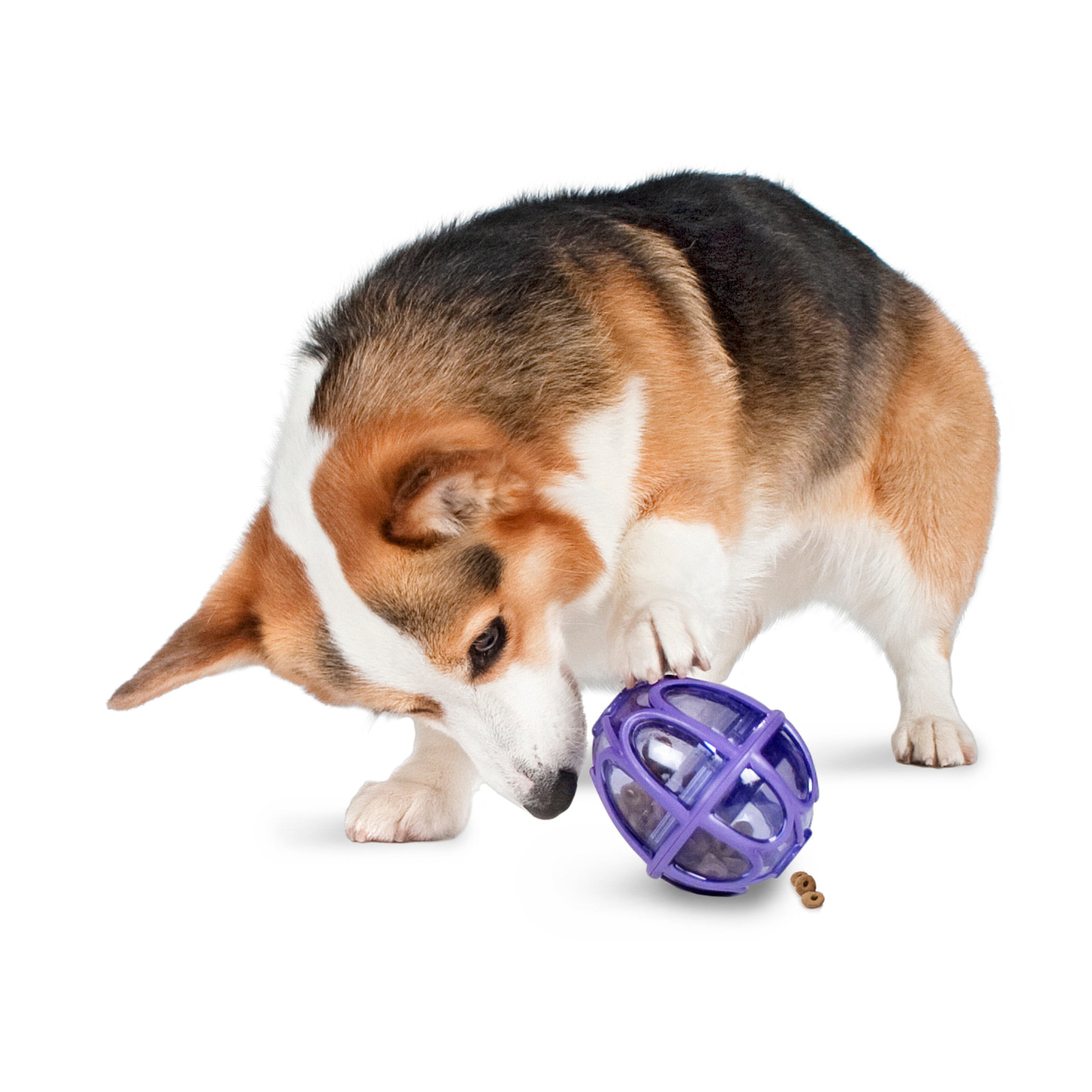 PetSafe Busy Buddy Barnacle - Dog Chew Toy - Treat Dispensing Dog Toys  Purple Large