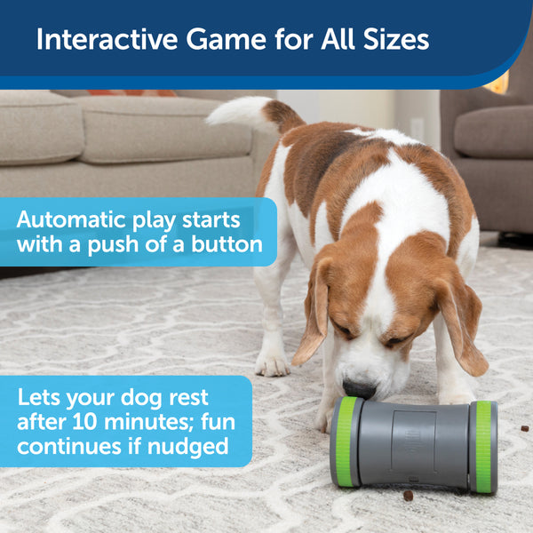 From chasing to chewing: interactive puppy toys to keep them entertained -  Vetster