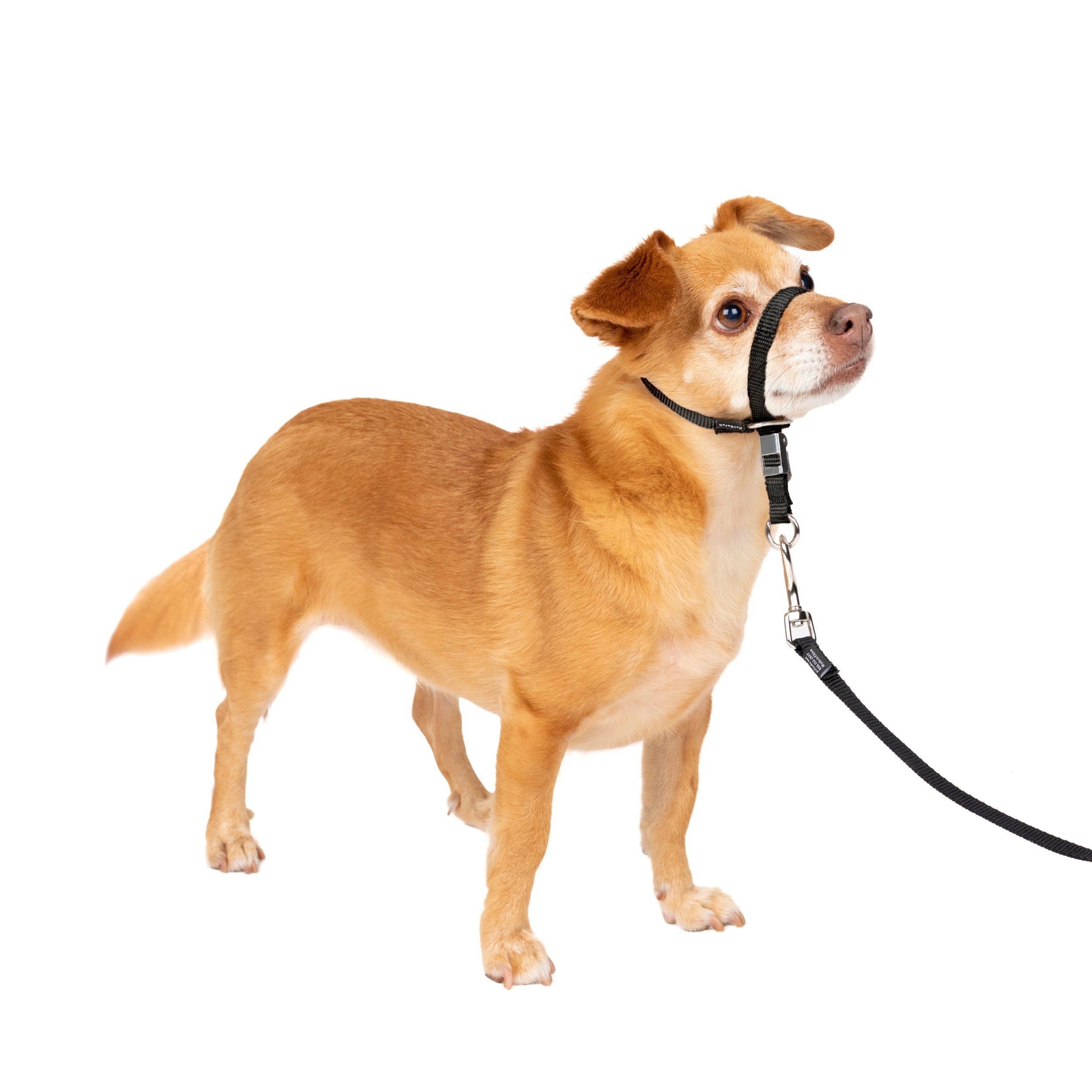  Luxury Dog Collar Leash Set Harness Designer Small and  Medium-Sized Dog Pet Collar Pug Chihuahua Adjustable Dog Collar Set Strong  Protection Safe pet Leash (Color : Leash, Size : L) 