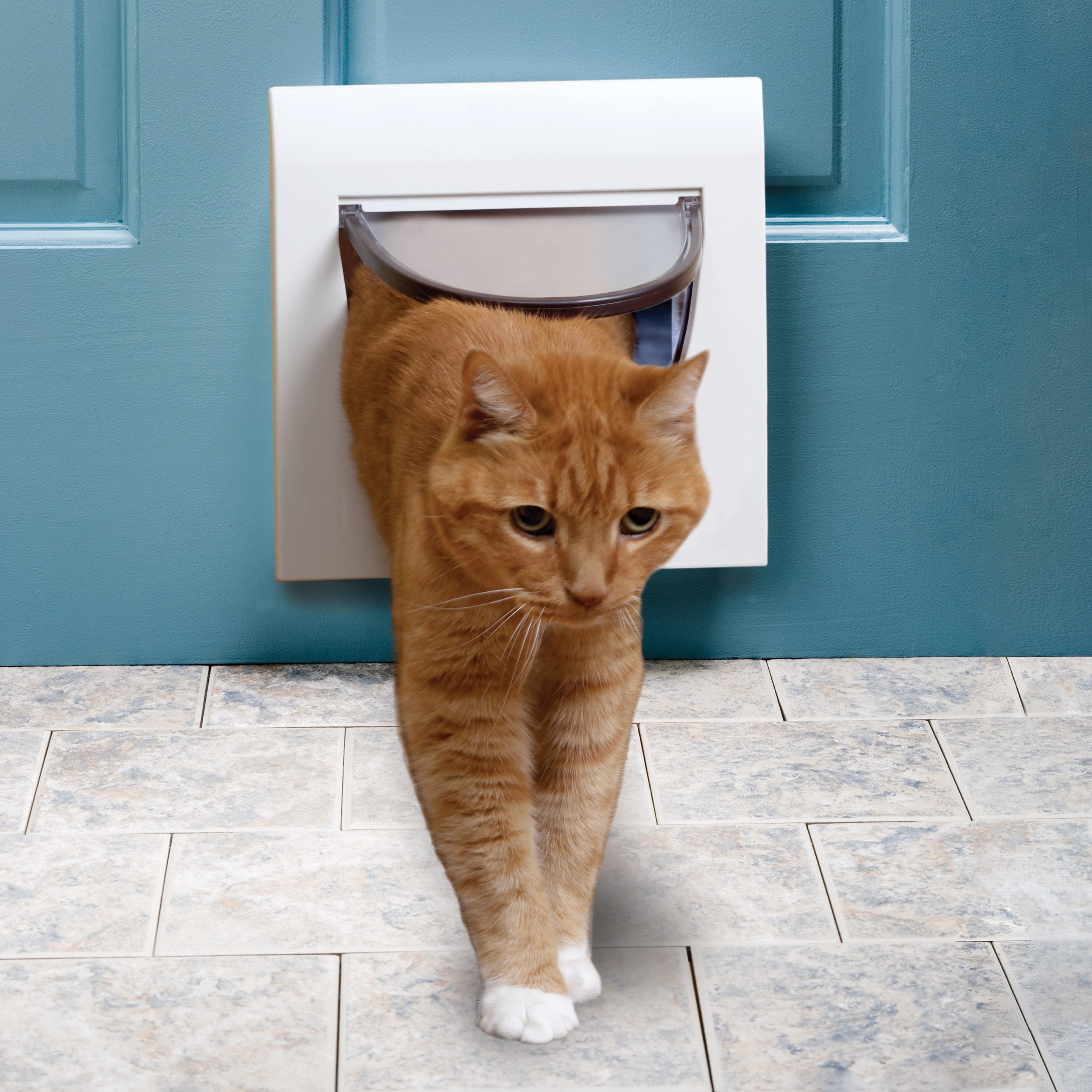 4 way locking sales cat flap