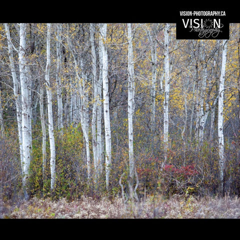a stand of aspens in the fall