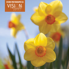 yellow daffodils amongst a sunny blue sky created by photographer laura cook 