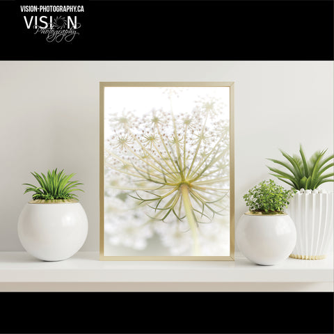 A framed photo of Queen Anne's Lace on a desktop leaning against a wall. There are two small green plants in white pots to the right of the frame and one small white pot with green plant to the left. The photo was created by Laura Cook of Vision Photography