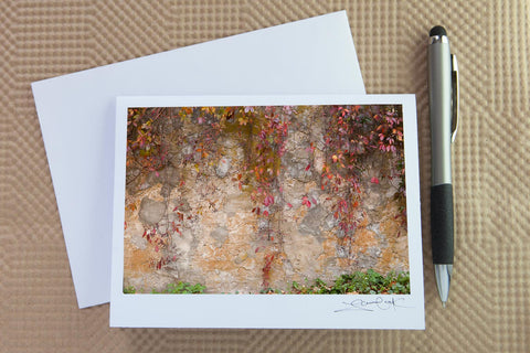 fall image of vines cascading down a textured wall created by Laura Cook of Vision Photography