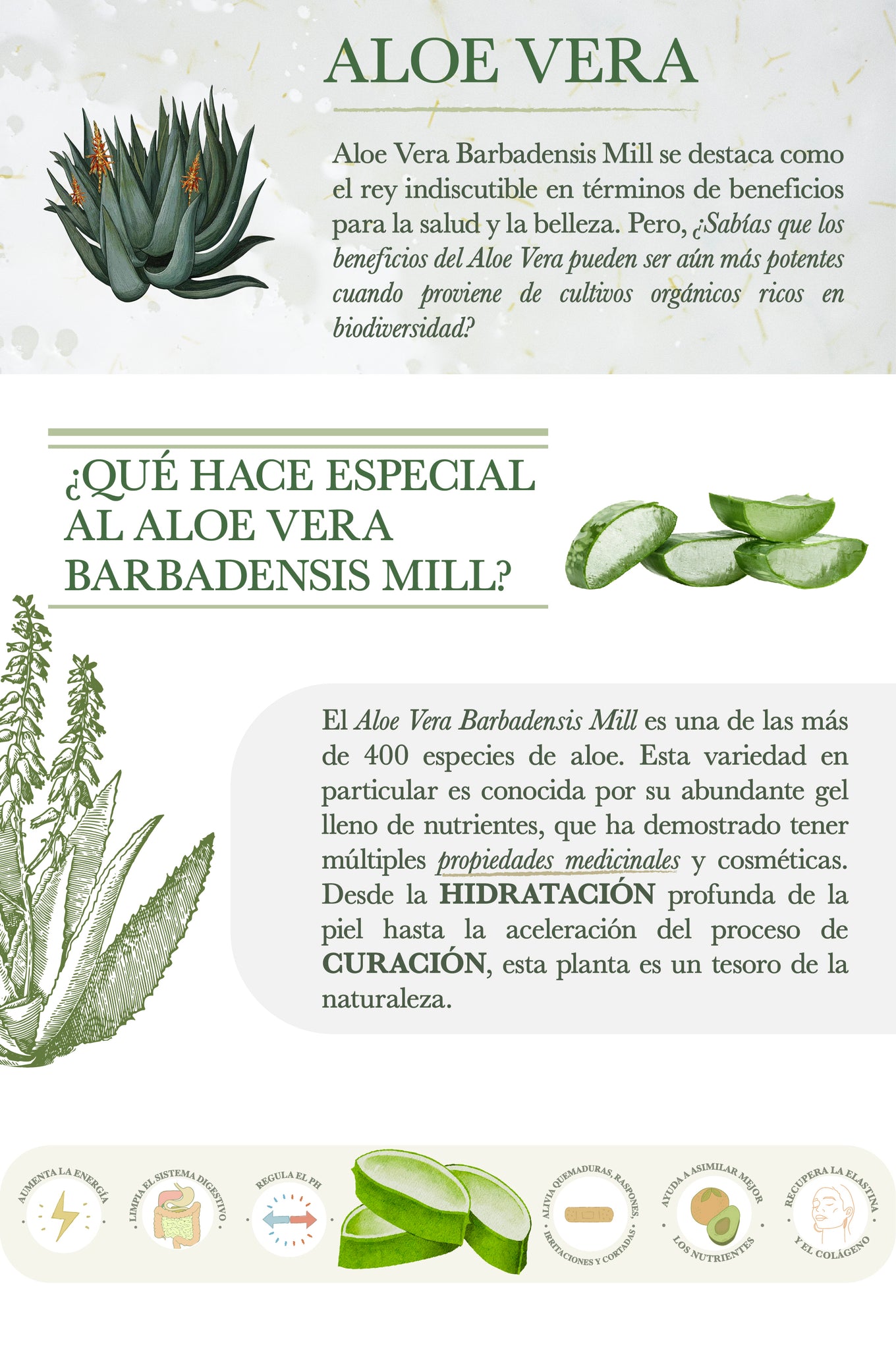 Aloe Vera Barbadensis Mill se destaca como el rey indiscutible en términos de beneficios para la salud y la belleza. Pero, ¿Sabías que los beneficios del Aloe Vera pueden ser aún más potentes cuando proviene de cultivos orgánicos ricos en biodiversidad? ¿Qué hace especial al Aloe Vera Barbadensis Mill?  El Aloe Vera Barbadensis Mill es una de las más de 400 especies de aloe. Esta variedad en particular es conocida por su abundante gel lleno de nutrientes, que ha demostrado tener múltiples propiedades medicinales y cosméticas. Desde la hidratación profunda de la piel hasta la aceleración del proceso de curación, esta planta es un tesoro de la naturaleza.