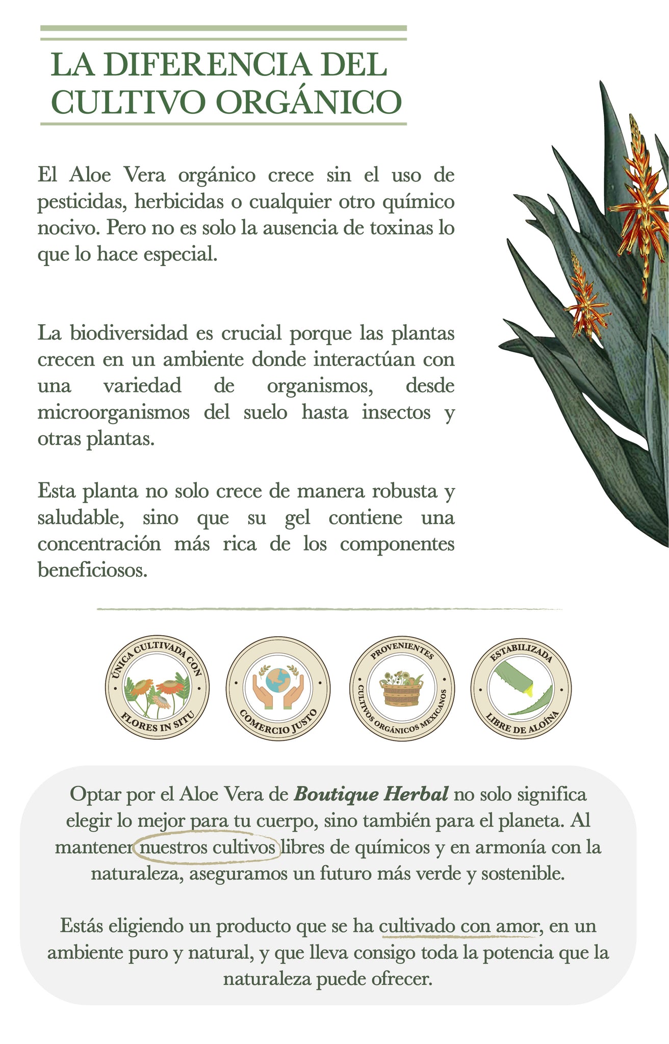 La Diferencia del Cultivo Orgánico  El Aloe Vera orgánico crece sin el uso de pesticidas, herbicidas o cualquier otro químico nocivo. Pero no es solo la ausencia de toxinas lo que lo hace especial.     La biodiversidad es crucial porque las plantas crecen en un ambiente donde interactúan con una variedad de organismos, desde microorganismos del suelo hasta insectos y otras plantas.   Esta planta no solo crece de manera robusta y saludable, sino que su gel contiene una concentración más rica de los componentes beneficiosos. Optar por el Aloe Vera de Boutique Herbal no solo significa elegir lo mejor para tu cuerpo, sino también para el planeta. Al mantener nuestros cultivos libres de químicos y en armonía con la naturaleza, aseguramos un futuro más verde y sostenible.   Estás eligiendo un producto que se ha cultivado con amor, en un ambiente puro y natural, y que lleva consigo toda la potencia que la naturaleza puede ofrecer.