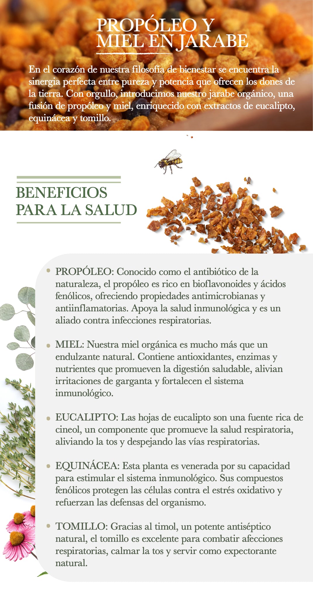 El Poder Sinérgico de la Naturaleza: Jarabe de Própoleo y Miel con Eucalipto, Equinácea y Tomillo         En el corazón de nuestra filosofía de bienestar se encuentra la sinergia perfecta entre pureza y potencia que ofrecen los dones de la tierra. Con orgullo, introducimos nuestro jarabe orgánico, una fusión de propoleo y miel, enriquecido con extractos de eucalipto, equinácea y tomillo.       El Alma de Nuestro Jarabe: Principios Activos y Sus Beneficios   Propoleo: Conocido como el antibiótico de la naturaleza, el própolis es rico en bioflavonoides y ácidos fenólicos, ofreciendo propiedades antimicrobianas y antiinflamatorias. Apoya la salud inmunológica y es un aliado contra infecciones respiratorias.   Miel: Nuestra miel orgánica es mucho más que un endulzante natural. Contiene antioxidantes, enzimas y nutrientes que promueven la digestión saludable, alivian irritaciones de garganta y fortalecen el sistema inmunológico.   Eucalipto: Las hojas de eucalipto son una fuente rica de cineol, un componente que promueve la salud respiratoria, aliviando la tos y despejando las vías respiratorias.   Equinácea: Esta planta es venerada por su capacidad para estimular el sistema inmunológico. Sus compuestos fenólicos protegen las células contra el estrés oxidativo y refuerzan las defensas del organismo.   Tomillo: Gracias al timol, un potente antiséptico natural, el tomillo es excelente para combatir afecciones respiratorias, calmar la tos y servir como expectorante natural.      La combinación de própolis y miel con eucalipto, equinácea y tomillo crea un jarabe poderoso que no solo alivia los síntomas del resfriado y la gripe, sino que también nutre tu cuerpo y respalda tu sistema inmunitario desde la raíz.      Agente Activo   Beneficios para la Salud   Sustento Científico   Própoleo   - Antimicrobiano y antiinflamatorio.   - Refuerza el sistema inmunológico. Ayuda en la curación de heridas.   Pasupuleti et al., 2017  Própoleo   - Antimicrobiano y antiinflamatorio.   - Refuerza el sistema inmunológico. Ayuda en la curación de heridas.   Pasupuleti et al., 2017   Miel   - Propiedades antioxidantes. Mejora la digestión.- Alivia la irritación de garganta.   Eteraf-Oskouei y Najafi, 2013   Eucalipto (cineol)   - Alivia los síntomas del resfriado- Actúa como expectorante.- Reduce la inflamación de las vías respiratorias.   Juergens, U. R., 2014   Equinácea   - Estimula el sistema inmunológico.- Protección antioxidante.- Puede reducir la duración y severidad de resfriados.   Hudson, J. B., 2012; Zaccaro Scoglio et al., 2016   Tomillo (timol)   - Antiséptico y antibacteriano.- Sirve como expectorante y alivia la tos.- Beneficioso para afecciones respiratorias.   García-Cancino et al., 2017