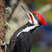 Ahuyentadores Bird-X Sónicos BirdXPeller PRO (Hasta 4.000 m²)