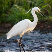 Ahuyentador Bird-X Heron Buster