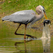 Ahuyentador Bird-X Heron Buster