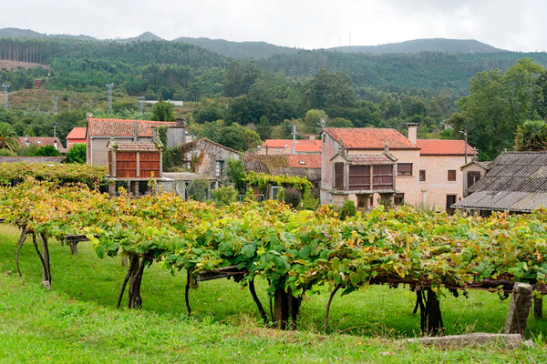 Conoces las denominaciones origen del vino en Galicia-Install Beer