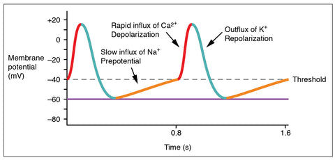 The Sino-Atrial Action Potential