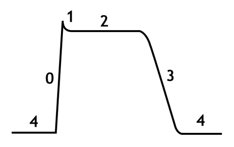 Cardiac Action Potential