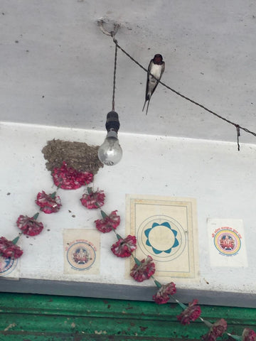 Barn swallow nest