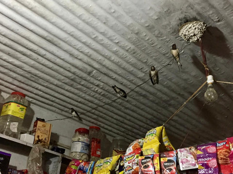 Swallows in Kirana store