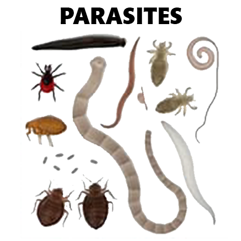 Parasites by CellCore Biosciences - Healthy Beings Shop