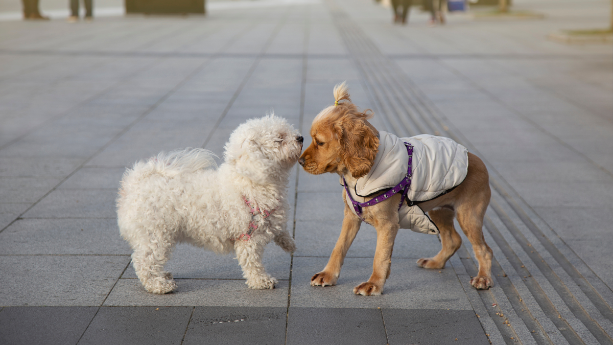 Dog Enjoy Walking Through Different Routes