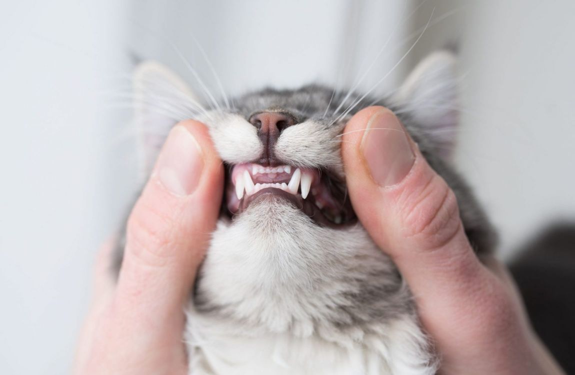 How Many Teeth Do Cats Have in the Front?