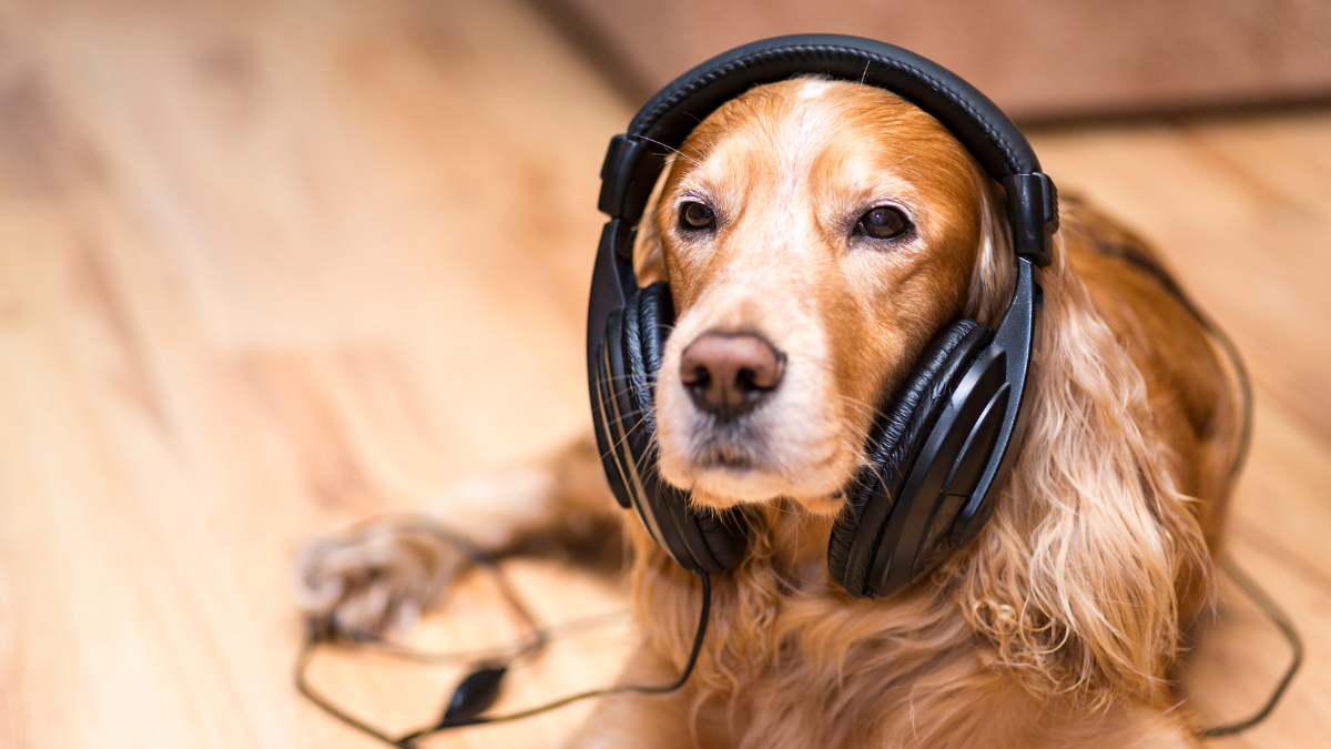 Music is Very Pleasing for Dogs’ Ears