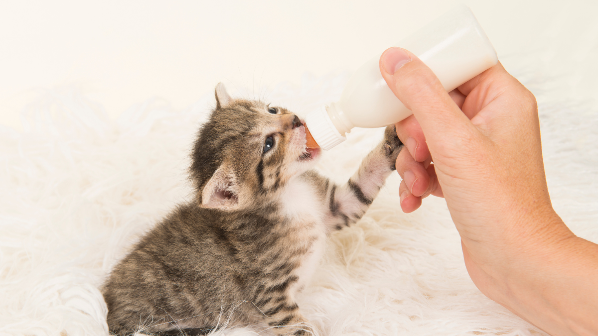 Preventive Care For Your Kitten