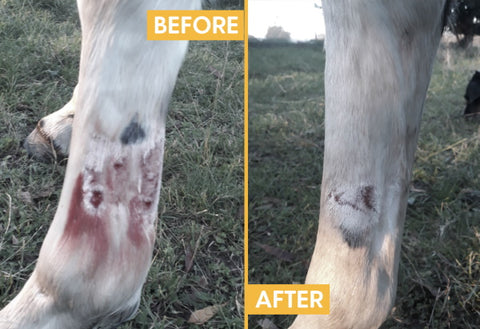 Amy's horse with Mud Fever before and after using Hippo Health Mud & Rain remedy