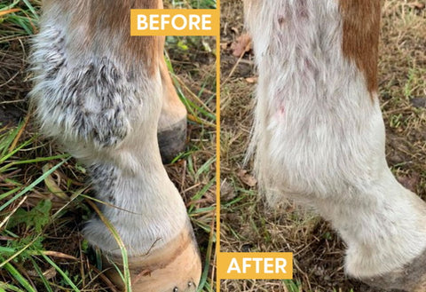 NuNu the horse with Greasy Heel before and after using Hippo Health's Mud & Rain remedy