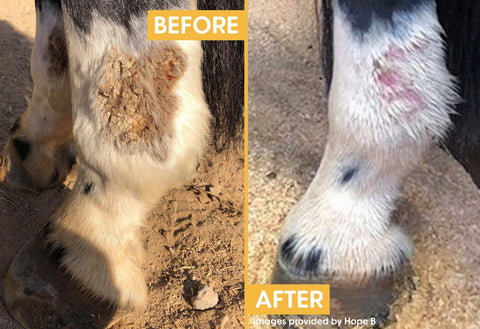 Hope B's horse with Mud Fever - before and after images using Hippo Health Mud & Rain