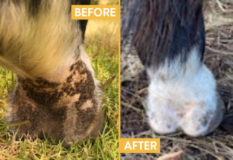 Polly M's 28 year old mare has had Mud Fever for 10 years. Before and after photos - 10 weeks on Hippo Health Mud & Rain remedy