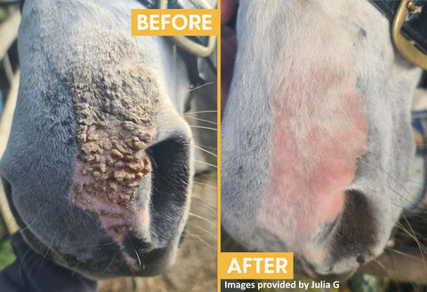 Julia's horse Birdie had nasty mud rash on her nose. Before and after photos show how Mud & Rain remedy helped.