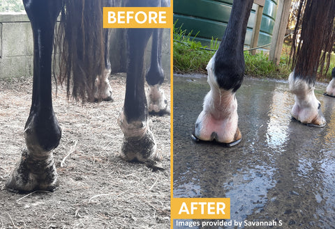 Horse with Rain Scald uses Mud & Rain remedy - before and after photos