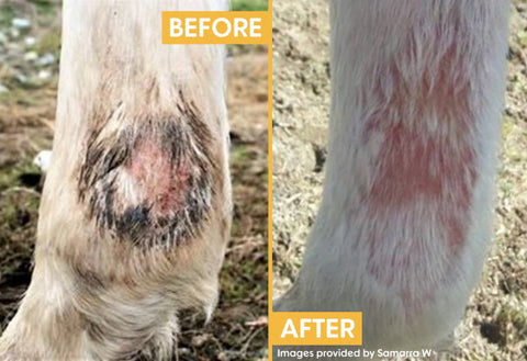 Samarra W's horse had Mud Fever - before and after photos using HIppo Health Mud & Rain remedy