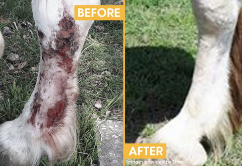 Shani's horse had Mud Fever - before and after photos using Hippo Health Mud & Rain remedy