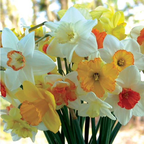 Narcissi Daffodil
