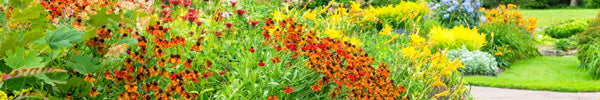 How to get your spring garden started with these mailorder plants