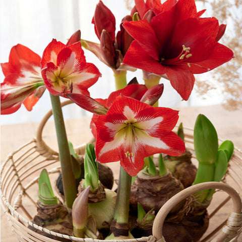 How to Successfully Grow Amaryllis Bulbs Indoor