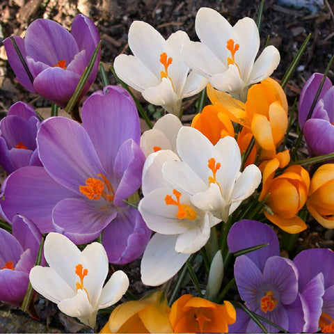 Crocus