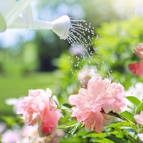 How to water your garden correctly